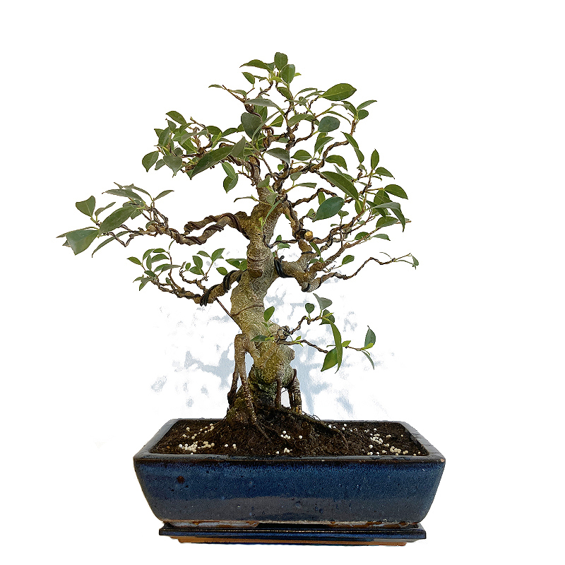 Ficus retusa 10 ani